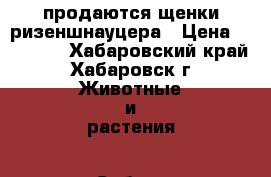 продаются щенки ризеншнауцера › Цена ­ 25 000 - Хабаровский край, Хабаровск г. Животные и растения » Собаки   . Хабаровский край,Хабаровск г.